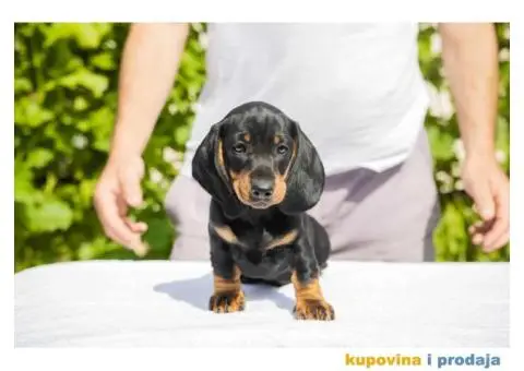 Standard Jazavičar štenci - 12/12