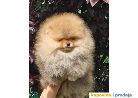 Pomeranac BOO štenci - 1/4