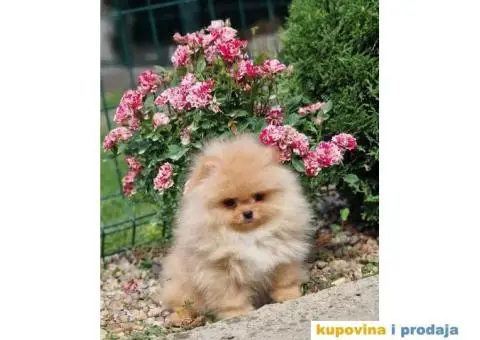 Pomeranac BOO štenci - 2/4
