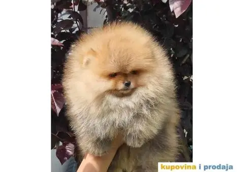 Pomeranac BOO štenci - 3/4