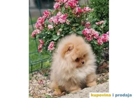 Pomeranac BOO štenci - 4/4