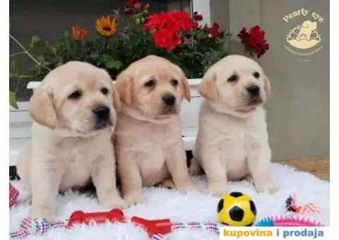 Labrador Retriver TOP PONUDA - 1/10