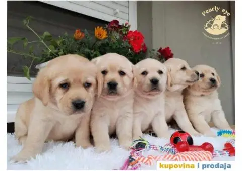 Labrador Retriver TOP PONUDA - 2/10