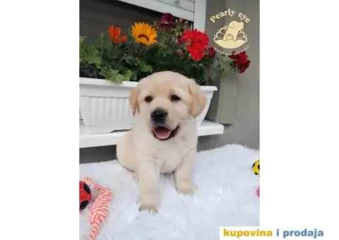 Labrador Retriver TOP PONUDA - 3/10
