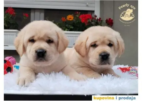 Labrador Retriver TOP PONUDA - 4/10