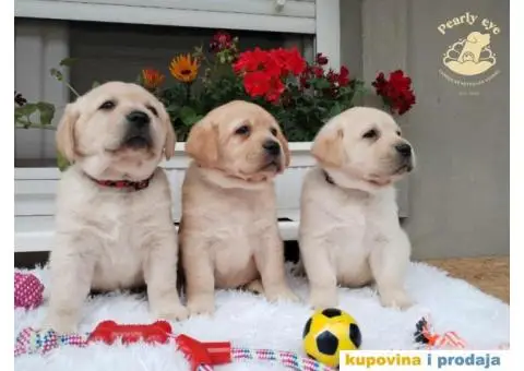 Labrador Retriver TOP PONUDA - 6/10
