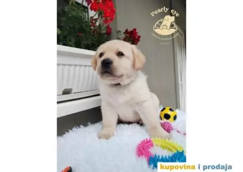 Labrador Retriver TOP PONUDA - 7/10