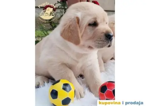 Labrador Retriver TOP PONUDA - 8/10