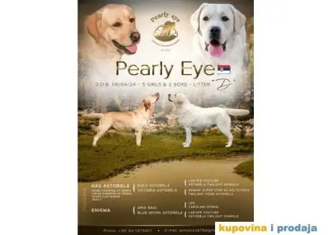 Labrador Retriver TOP PONUDA - 9/10