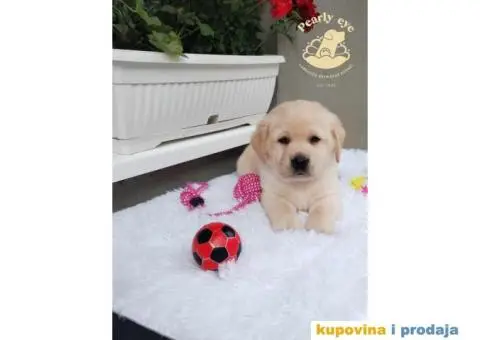 Labrador Retriver TOP PONUDA - 10/10