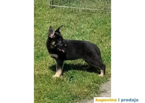 Gvozdeno sivi nemacki ovcar stenci - 1/9