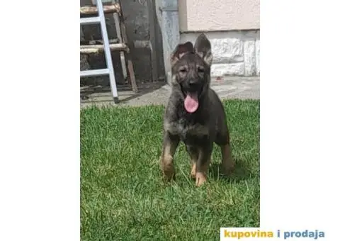 Gvozdeno sivi nemacki ovcar stenci - 2/9