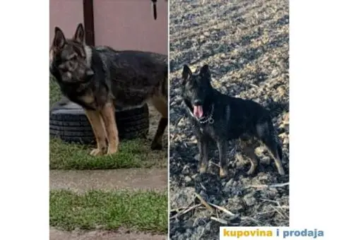 Gvozdeno sivi nemacki ovcar stenci - 3/9