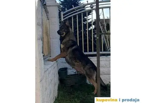Gvozdeno sivi nemacki ovcar stenci - 4/9