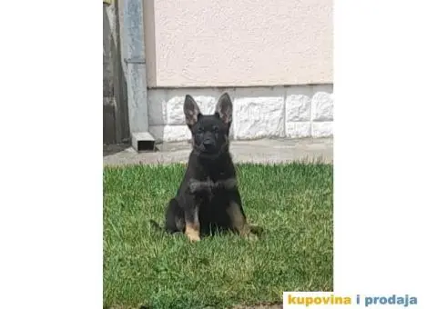 Gvozdeno sivi nemacki ovcar stenci - 5/9