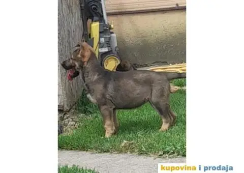 Gvozdeno sivi nemacki ovcar stenci - 6/9