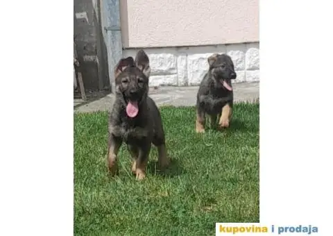 Gvozdeno sivi nemacki ovcar stenci - 7/9