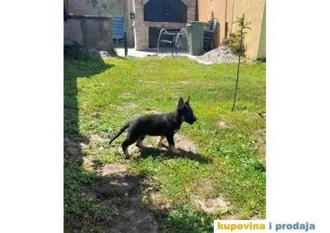 Gvozdeno sivi nemacki ovcar stenci - 8/9