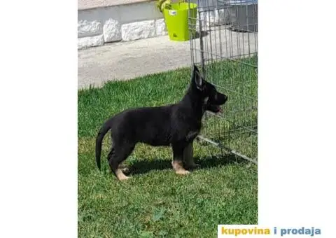 Gvozdeno sivi nemacki ovcar stenci - 9/9