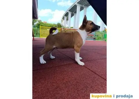 BASENJI stenci - 1/12