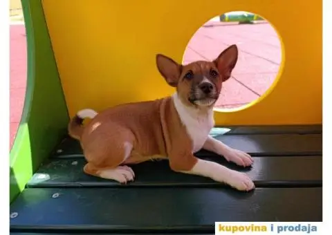 BASENJI stenci - 2/12