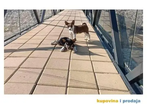 BASENJI stenci - 3/12