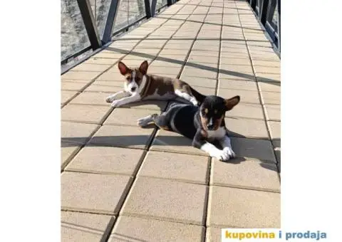 BASENJI stenci - 4/12