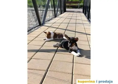 BASENJI stenci - 5/12