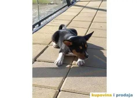 BASENJI stenci - 6/12