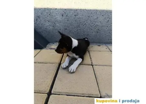 BASENJI stenci - 7/12