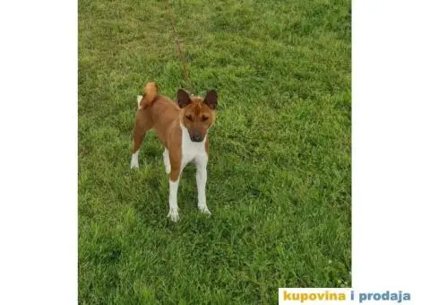 BASENJI stenci - 8/12