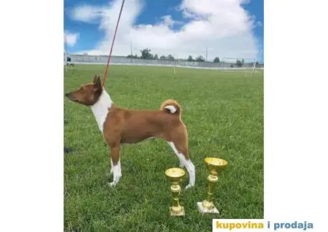 BASENJI stenci - 9/12