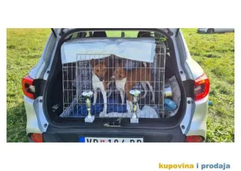 BASENJI stenci - 10/12