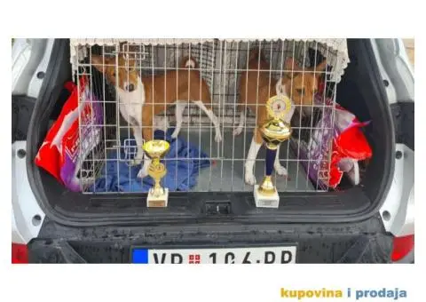 BASENJI stenci - 11/12