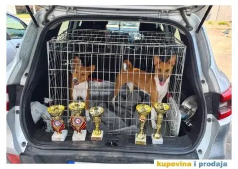 BASENJI stenci - 12/12