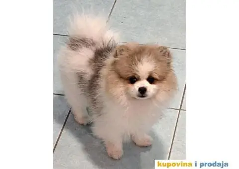 Pomeranac prelepi stenci - 1/7