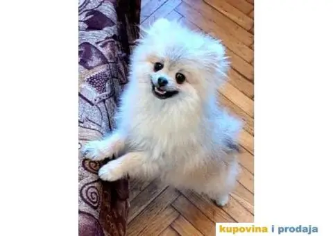 Pomeranac prelepi stenci - 2/7