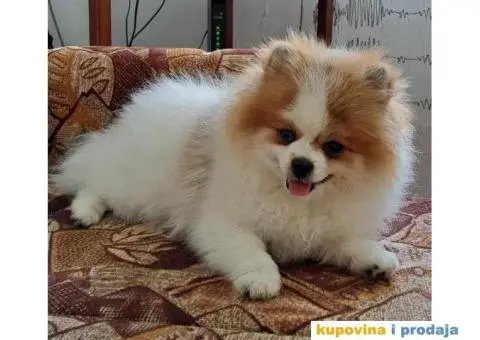 Pomeranac prelepi stenci - 3/7