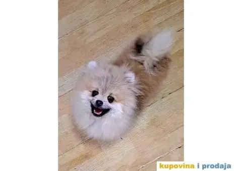 Pomeranac prelepi stenci - 4/7