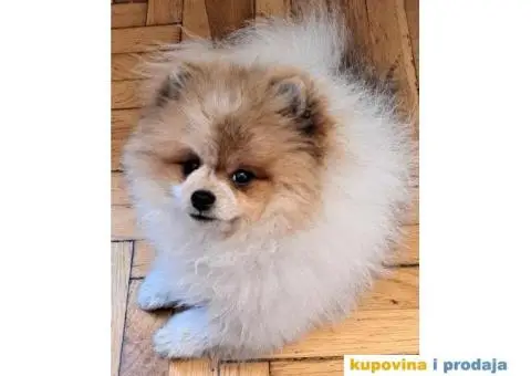 Pomeranac prelepi stenci - 5/7