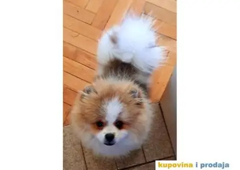 Pomeranac prelepi stenci - 6/7