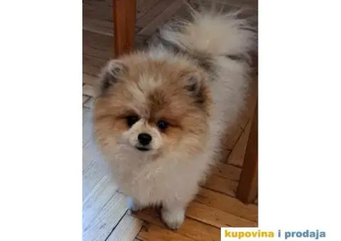 Pomeranac prelepi stenci - 7/7