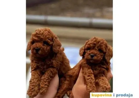 Dostupne bebe toy i mini pudle - 1/6