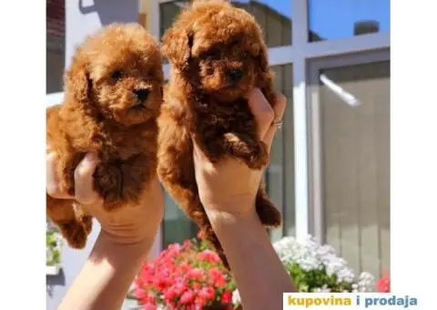 Dostupne bebe toy i mini pudle - 2/6