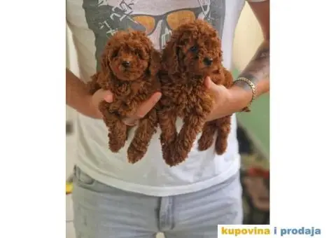 Dostupne bebe toy i mini pudle - 3/6