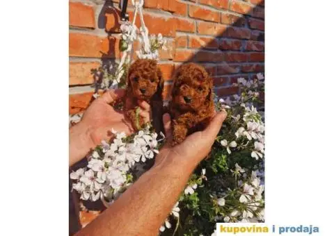 Dostupne bebe toy i mini pudle - 4/6