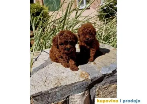 Dostupne bebe toy i mini pudle - 5/6