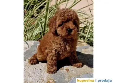 Dostupne bebe toy i mini pudle - 6/6