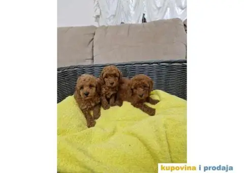 Preslatke malene PUDLICE aprikot i crvene - 1/5