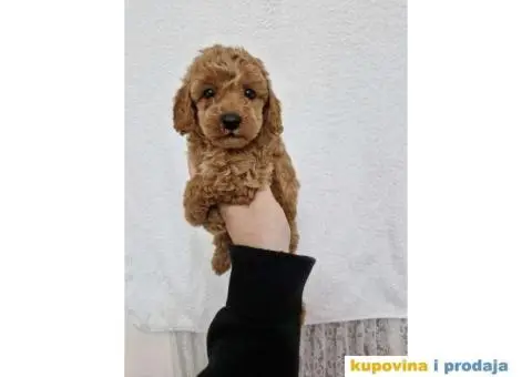 Preslatke malene PUDLICE aprikot i crvene - 2/5